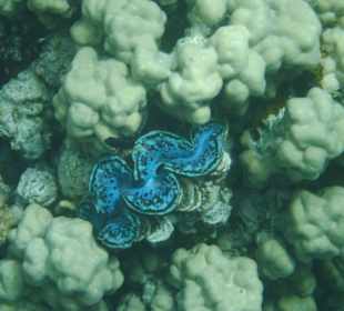 Riesenmuschel. Hotel Prima Life Makadi Bay