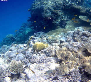 Schnorcheln Hurghada