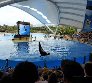 Orca Ocean Show