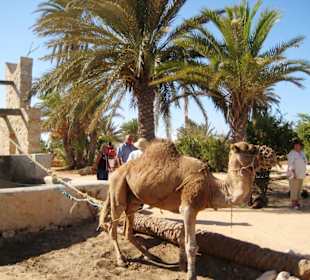 Alter Brunnen mit "Kamelantrieb"
