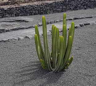 Weinmuseum und Kakteen-Ausstellung El Grifo