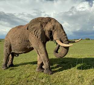 Elefant