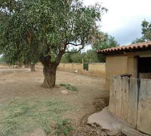 Storchen - Anlage