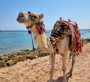 Strand Makadi Bay