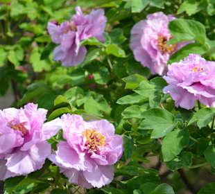 Traumhafte Pfingstrosen