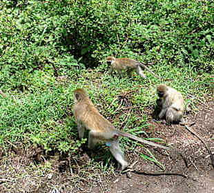 Eine kleine Gruppe unterwegs