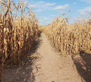 Maislabyrinth Südlohn