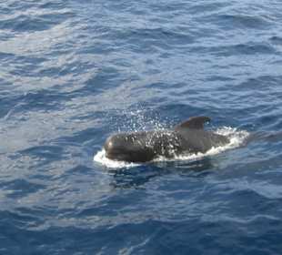 Grindwahl vor Teneriffa