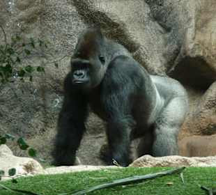Gorilla