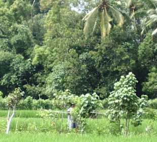 Impressionen aus Bali