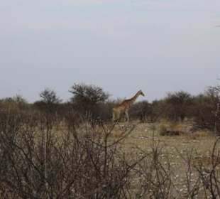 Giraffe