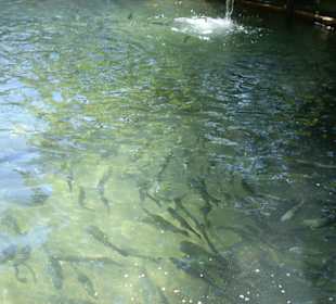 Forellen im Restaurant