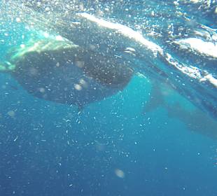 August 2016 - Aledia Tours Walhaischwimmen