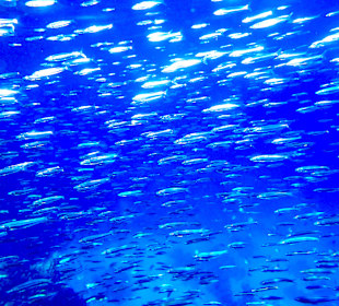 Hausriff Hotel Hyatt Regency Sharm el Sheikh