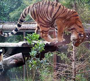 Sibirischer Tiger wartet auf Futter