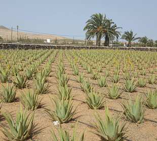 Aloe Vera Farm