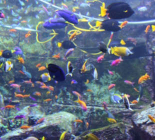 Riesiges Aquarium im Hotel