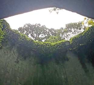 Tree Tunnel Fort Canning Park