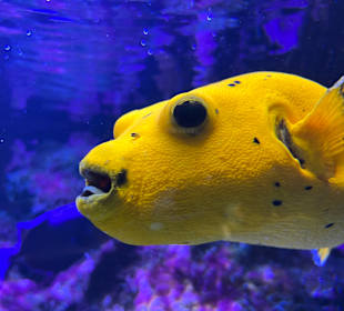 Aquazoo Löbbecke Museum Düsseldorf