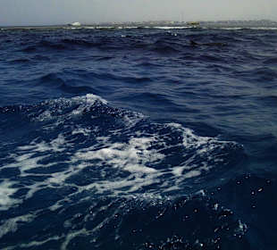 Delfinschwimmen und Schnorcheln am 24.07.2012