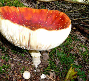 Fliegenpilz