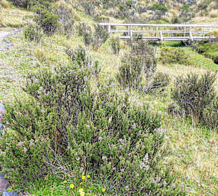Cotopaxi Nationalpark