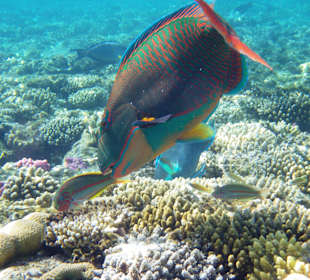 Unterwasserwunderwelt