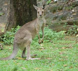 Känguruh