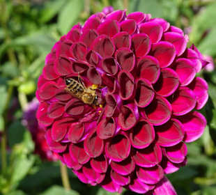 Im Südtiroler Bauerngarten von Trauttmansdorff