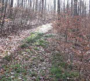 Gomaringer Rundweg - Zu den Giganten im Wald