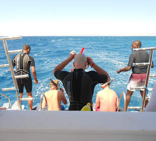 Schnorcheln mit Delphinen