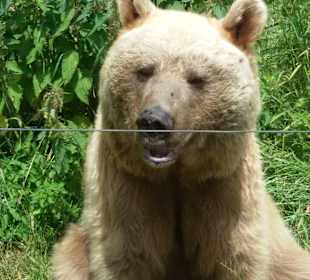 Braunbär im Bärenwald