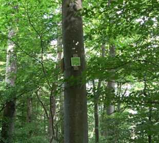 Premiumwanderweg "hochgelegen"