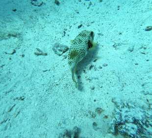 Tauchbasis Ilios Dive Club Steigenberger Al Dau Resort Hurgh