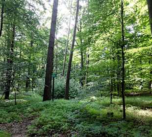 Spaziergang durch den Stadtwald Verden