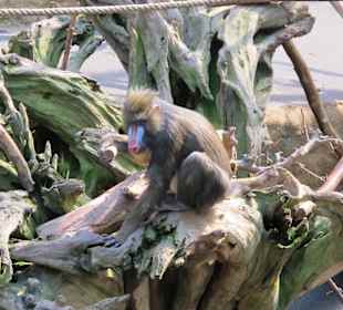 Zoo Dresden