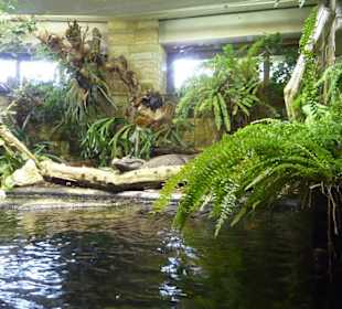 Terrarium - Stumpfkrokodil