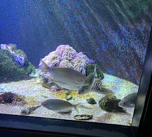 Aquazoo Löbbecke Museum Düsseldorf