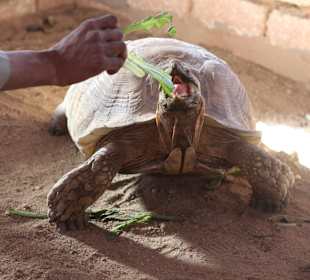 Reptilien der Beduinen