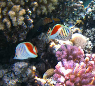 Schnorcheln Makadi Bay