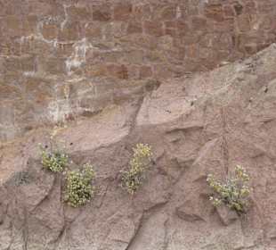 Vegetation in der kleinsten Spalte