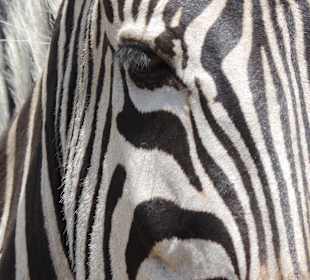 Pilanesberg Nationalpark