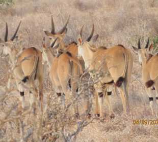 Gazellen