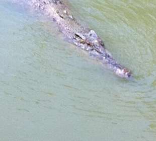 Ein Krokodile in der Krokodilefarm