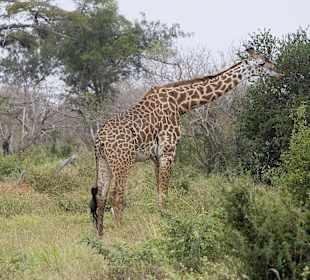 Nationalpark Kenia