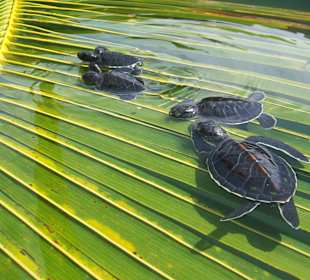 The young sea turtles