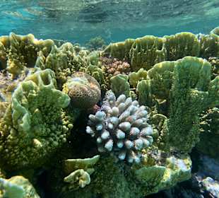 Schnorcheln Marsa Alam