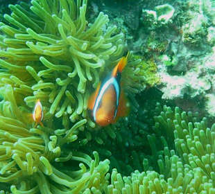 Clownfisch "Nemo"