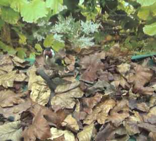 Jagdtier + Vogelkunde