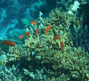 Hausriff Arabia Azur